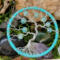 Tree shown as a decorative statement in indoor rock garden